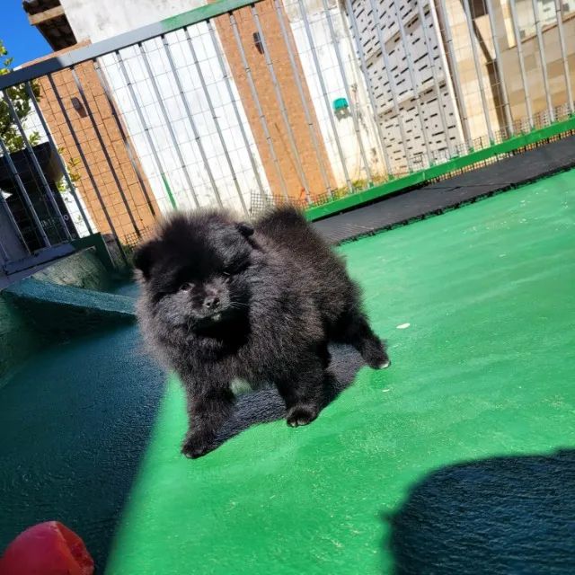 Spitz Alemão - Filhotes com Pedigree CBKC - Foto 5