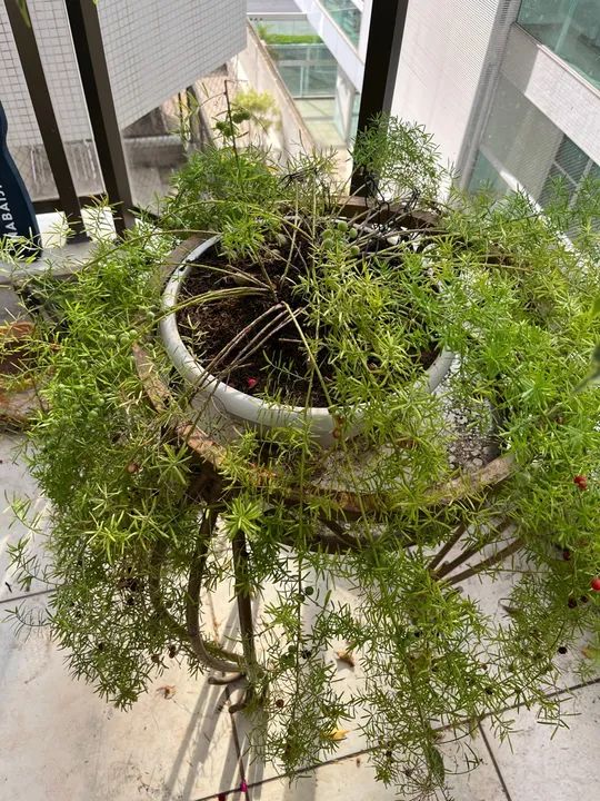 Planta Asfódelo em vaso - Foto 4