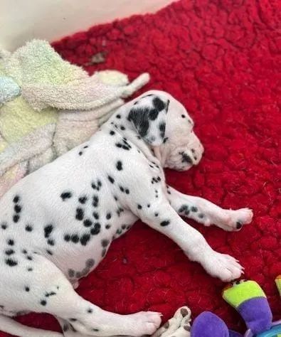 Dalmatas diponiveis femeas e machos  - Foto 3