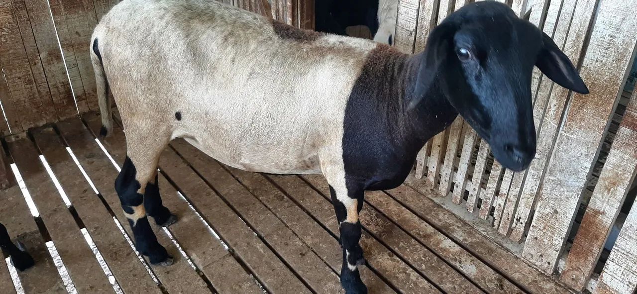 Ovelhas R$ 600,00 - Foto 4