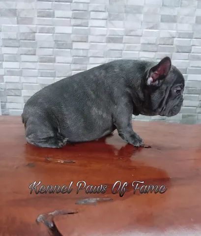 French sales bulldog olx