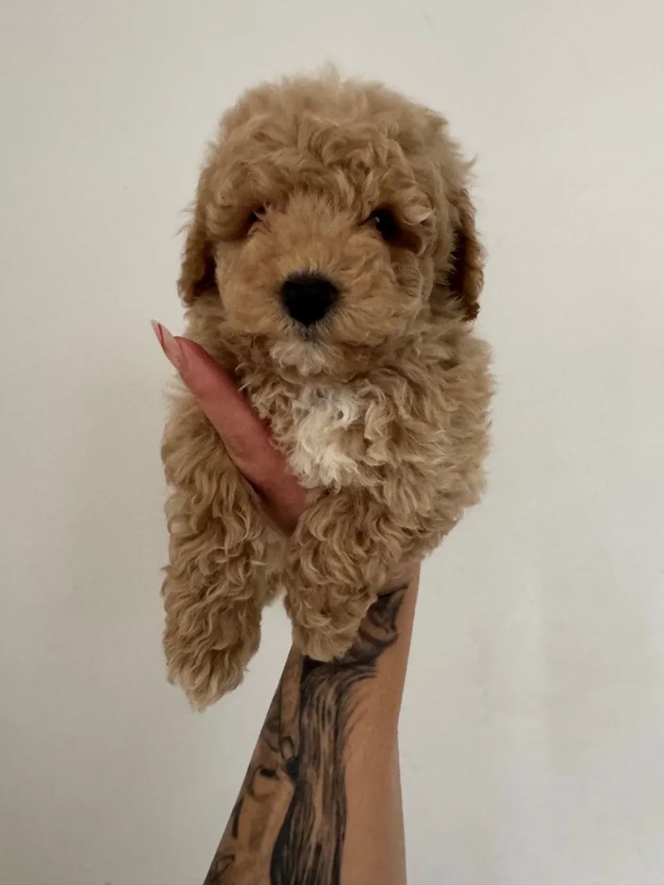 Poodle Toy Macho Adorável entrega hoje filhotes 
