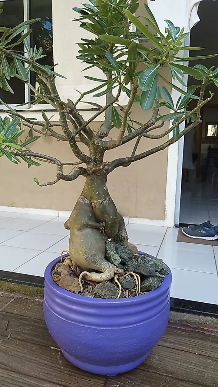 VENDO ROSAS DO DESERTO * - Foto 6