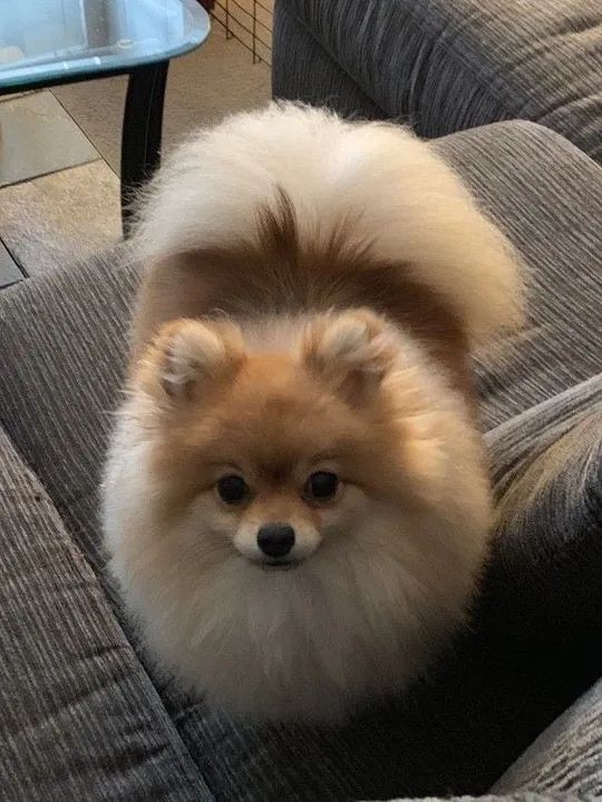 Cachorro Spitz alemão 