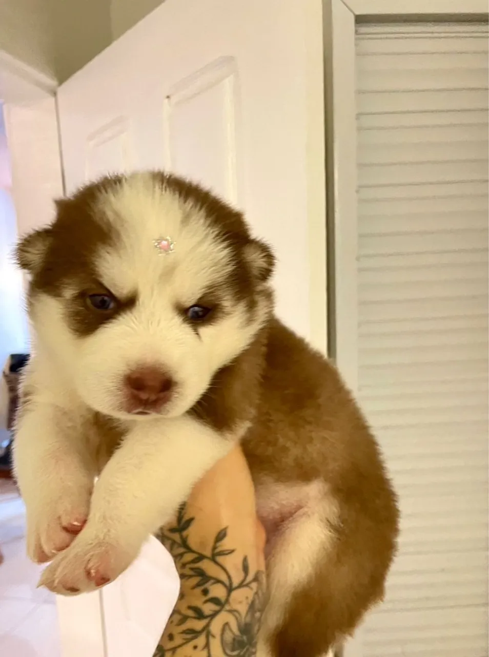 Filhote de Husky Siberiano