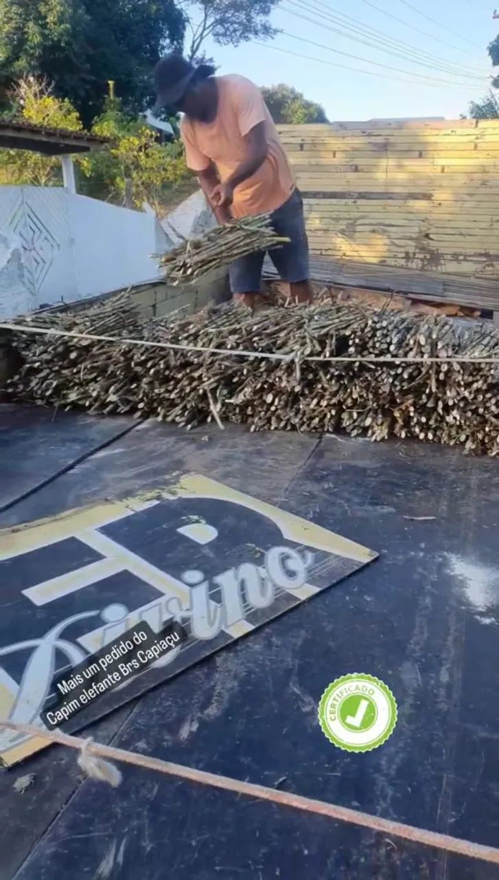 Capim Elefante BRS Capiaçu VENDO MUDAS - Foto 2