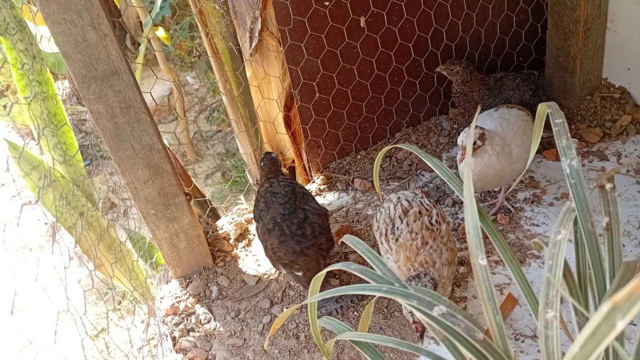 Codornas64849877886465123