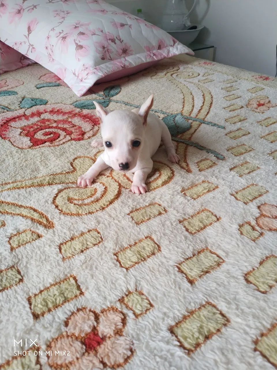 Pinscher zero-muito amor R$1000 - Foto 3