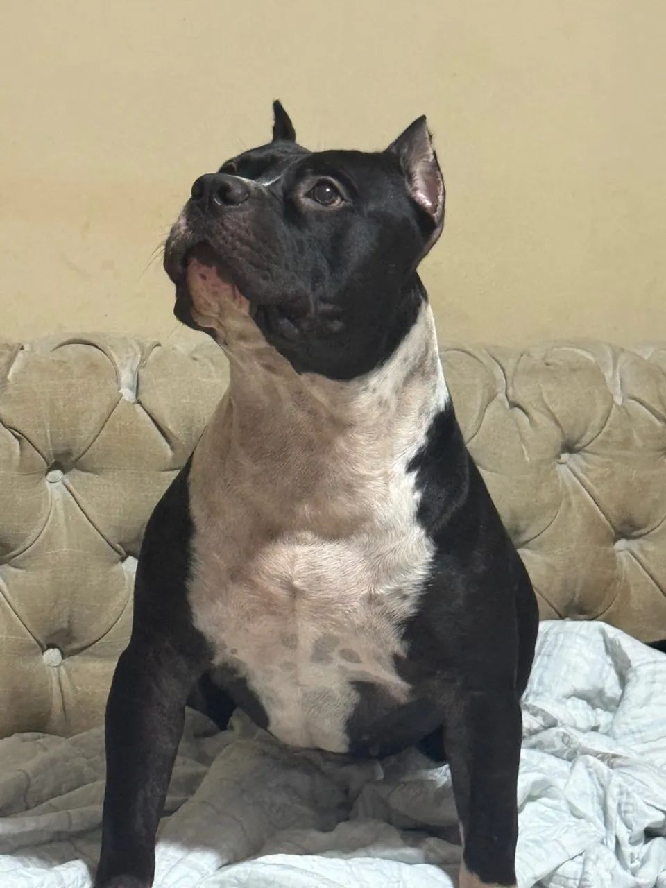 PITMONSTER FILHOTE 1 ANO VENDO CRUZA (MACHO) - Foto 3