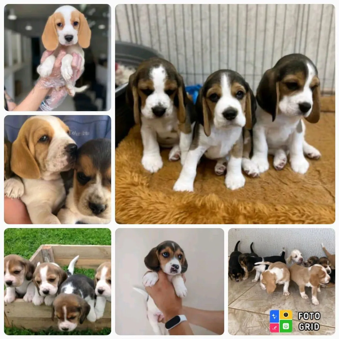 Filhotes de Beagle 