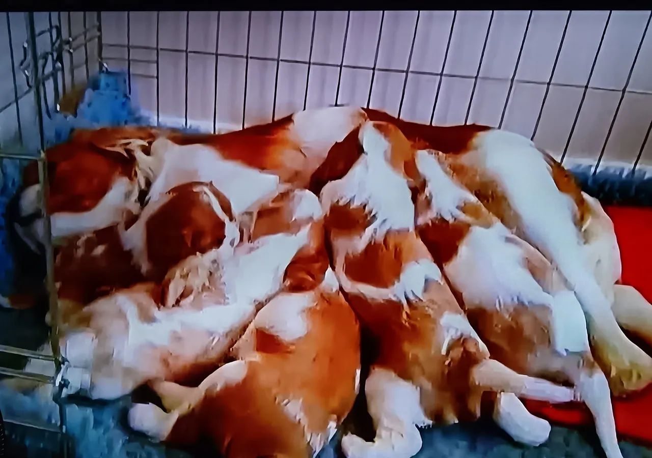 Cavalier King Charles spaniel