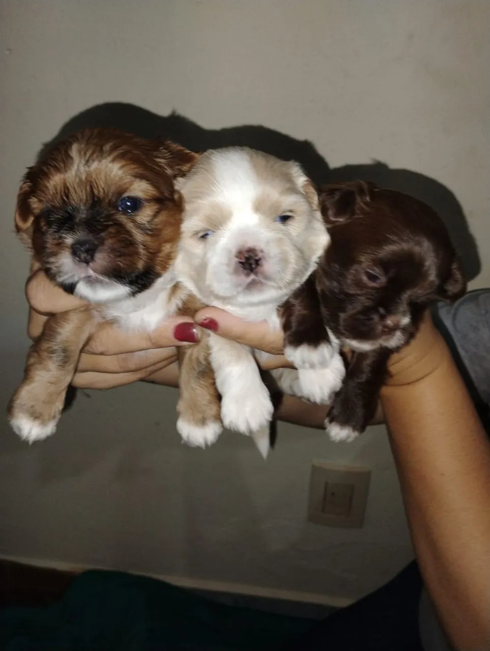 Filhotes de Shih Tzu disponíveis