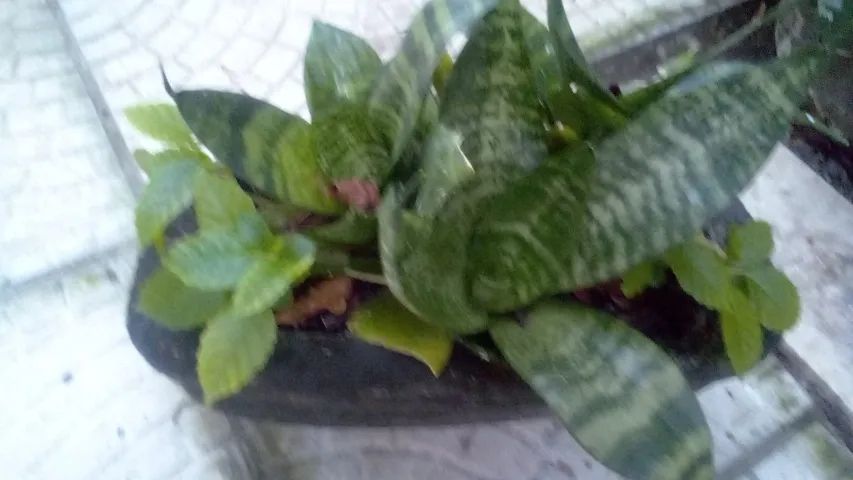 Planta Espada de São Jorge ( Faço entrega) - Foto 3