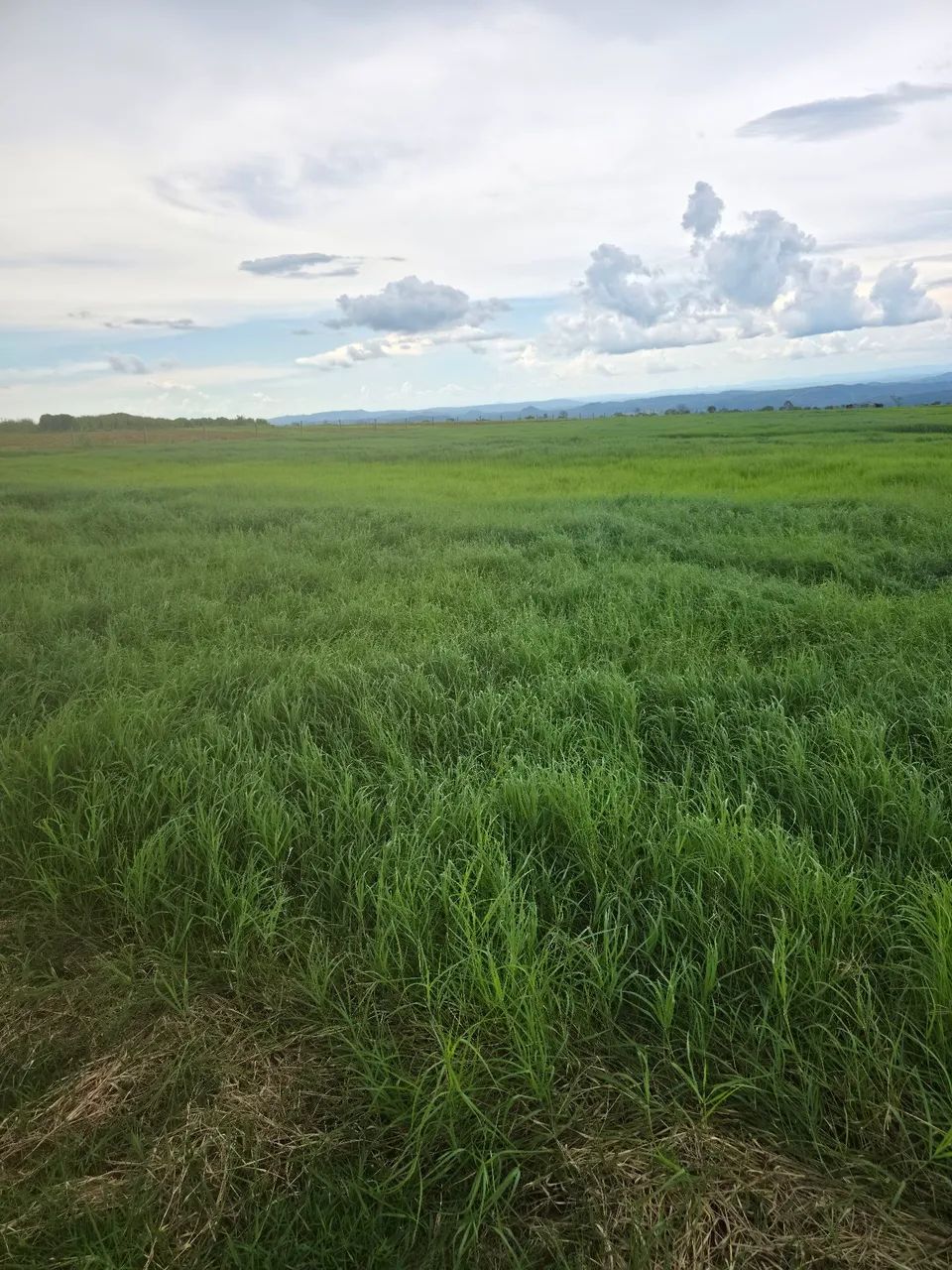 Mudas de tifton 85 - Foto 3