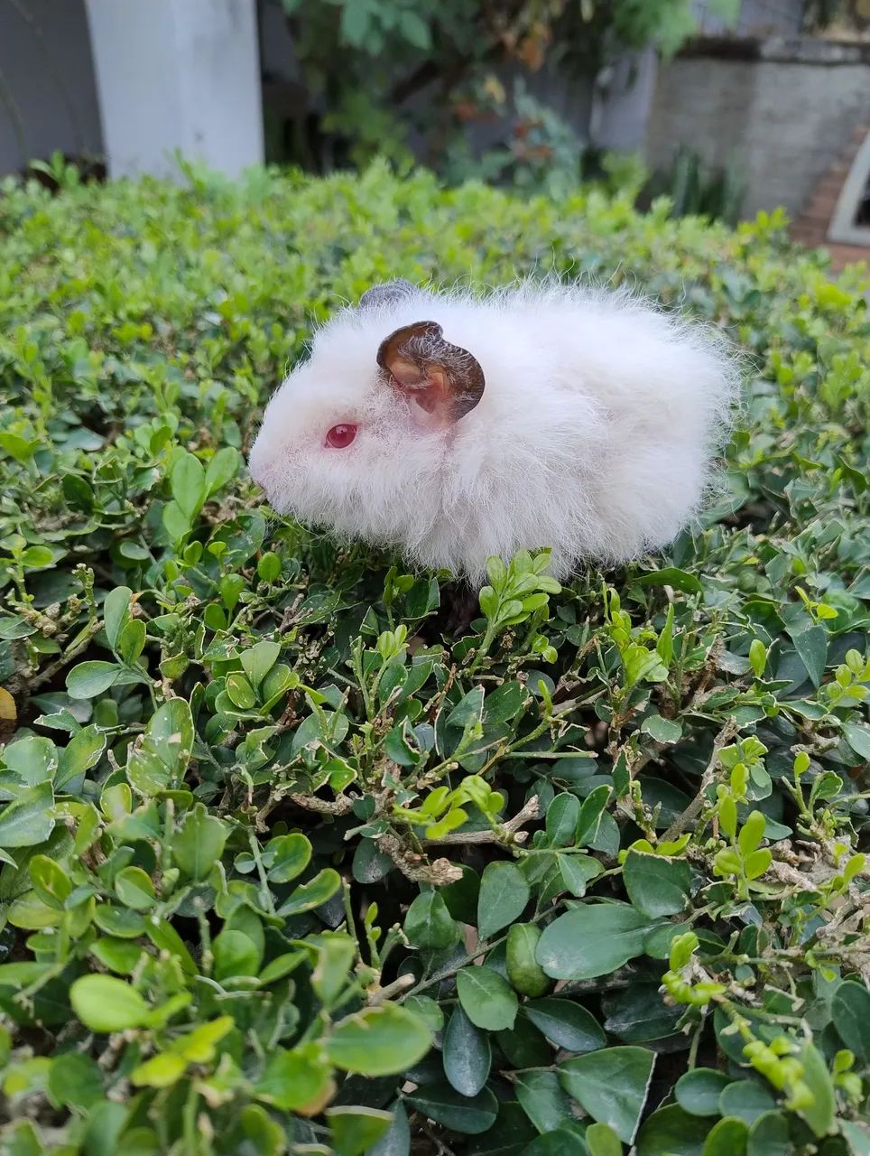 Porquinho da índia disponível  - Foto 6