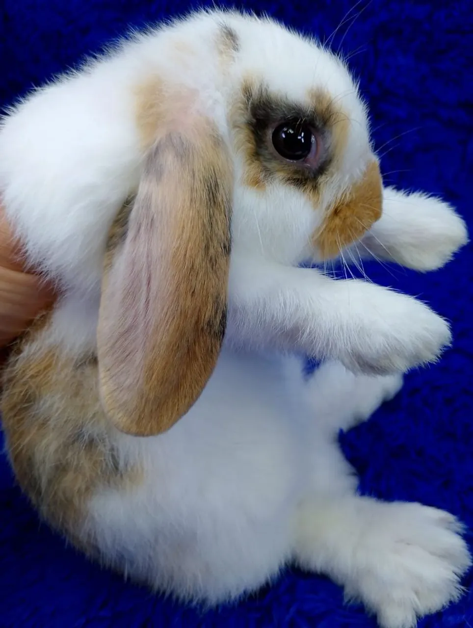 Coelhinho Mini Lop Tricolor