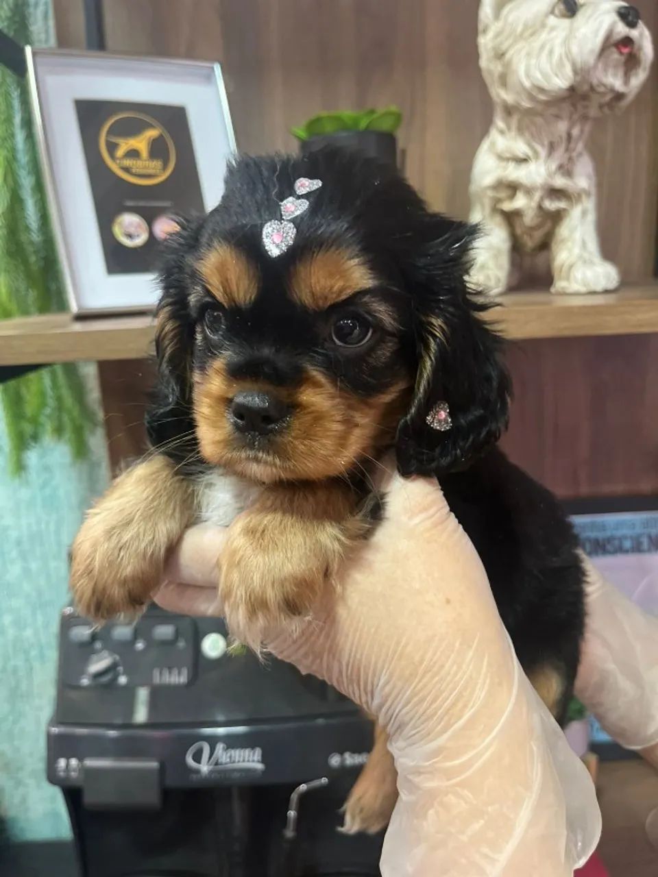 Cavalier King Spaniel Macho Mini - Entrega garantida