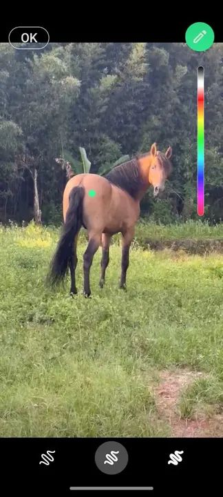 Cavalo campolina garanhão  - Foto 6