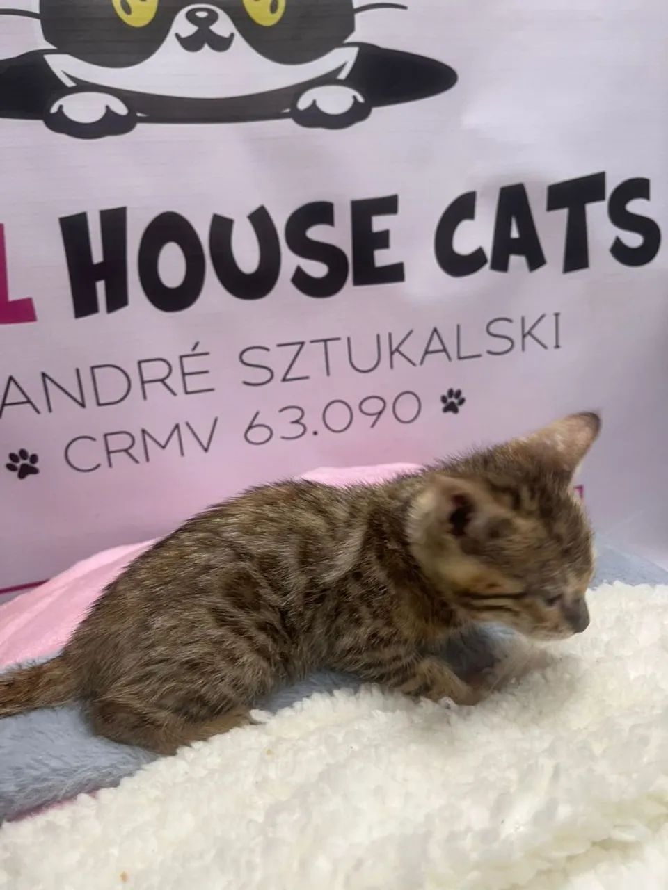 Bengal lindos filhotes  - Foto 2