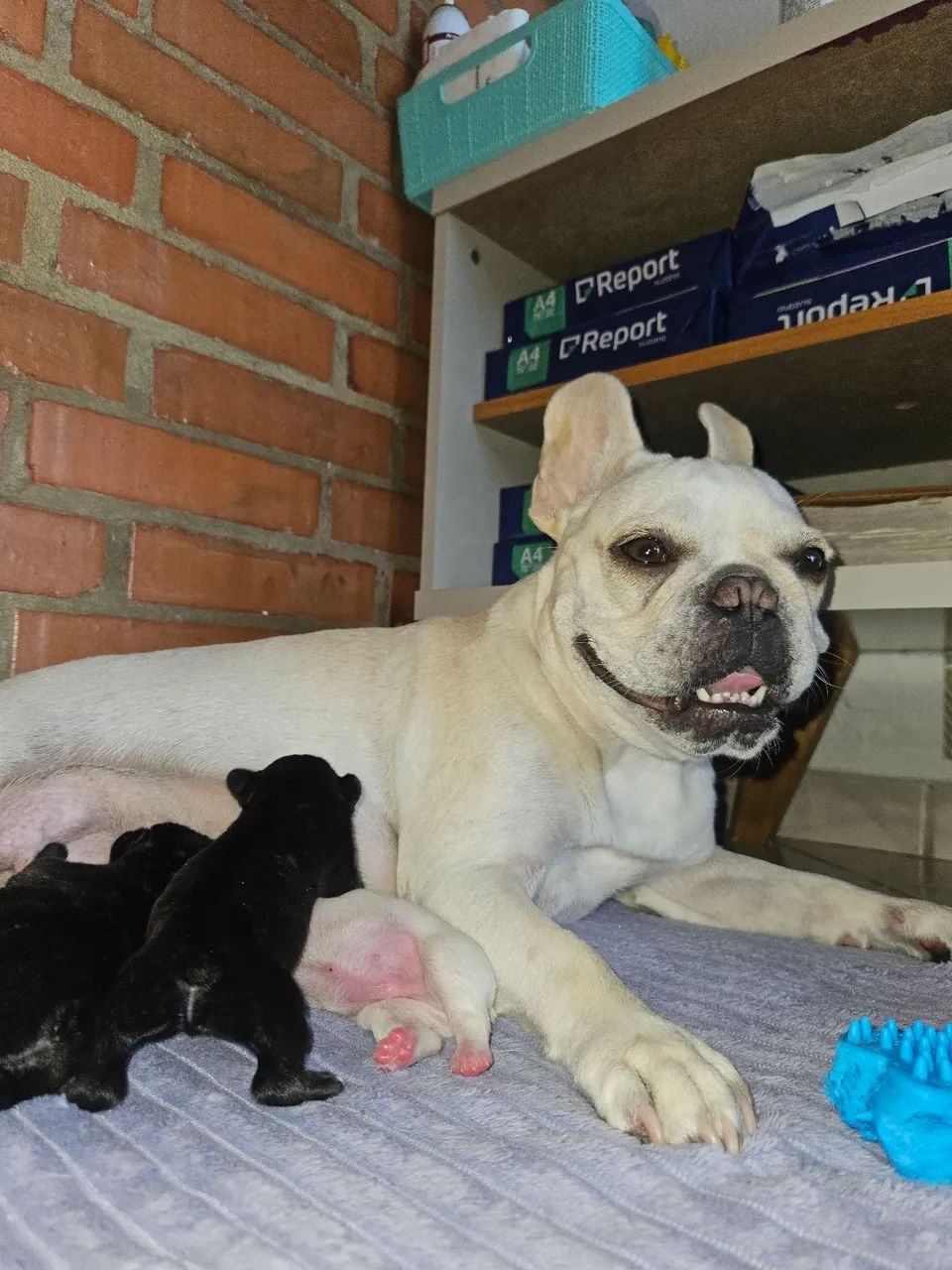 Filhotes de Bulldog Francês - Foto 4