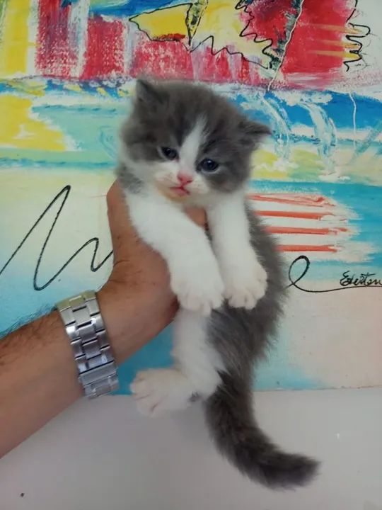 Gatinhos Persas - Filhotes - Foto 3