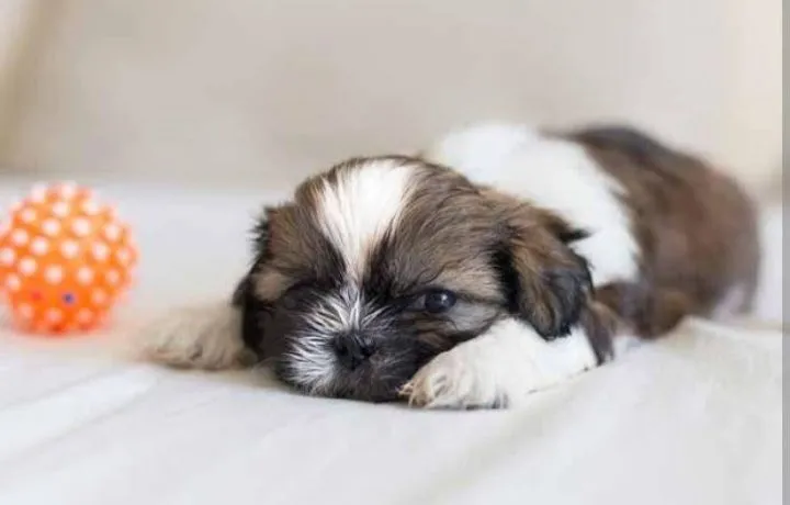 Filhote Shih Tzu macho legítimo 