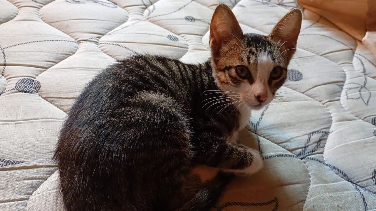 Gatinhos Fofos a Procura de Um Lar