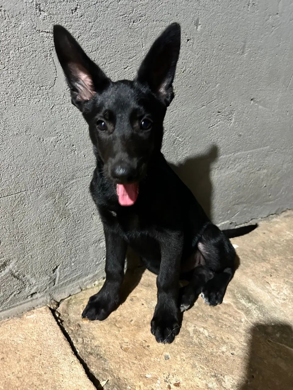 Pastor Malinoá Black - Foto 5