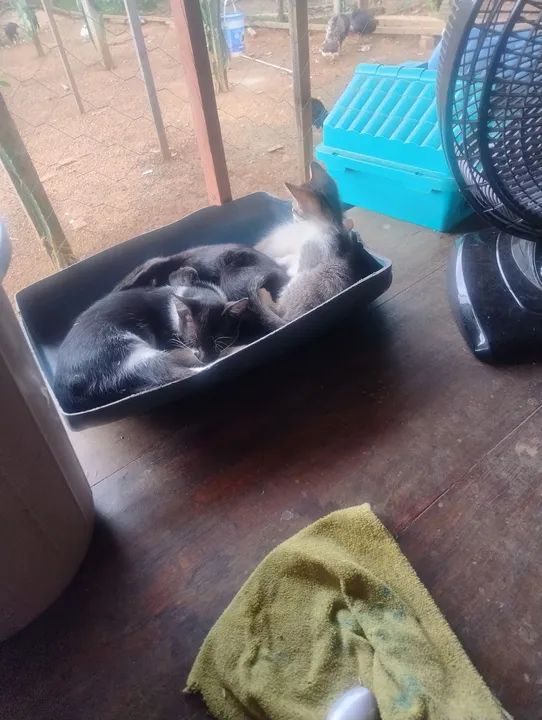 Gatinhos fofinhos para adoção - Foto 3