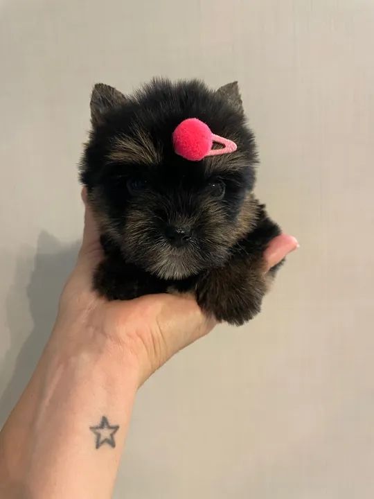 Yorkshire micro fêmea  - Foto 2