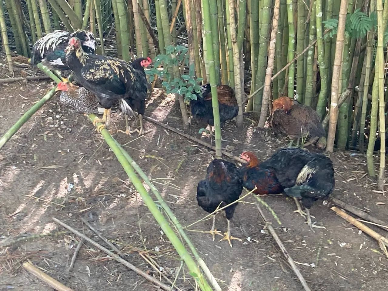 Vende se galos e galinhas caipiras 