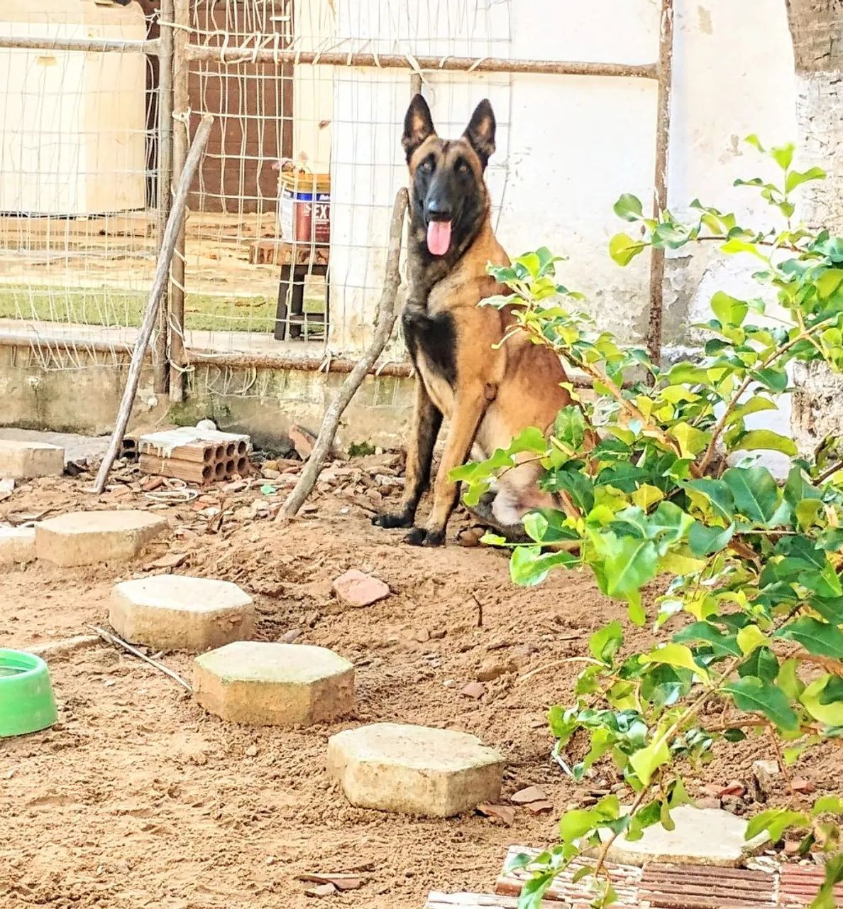 Cachorro Pastor Belga de Malinois  - Foto 2