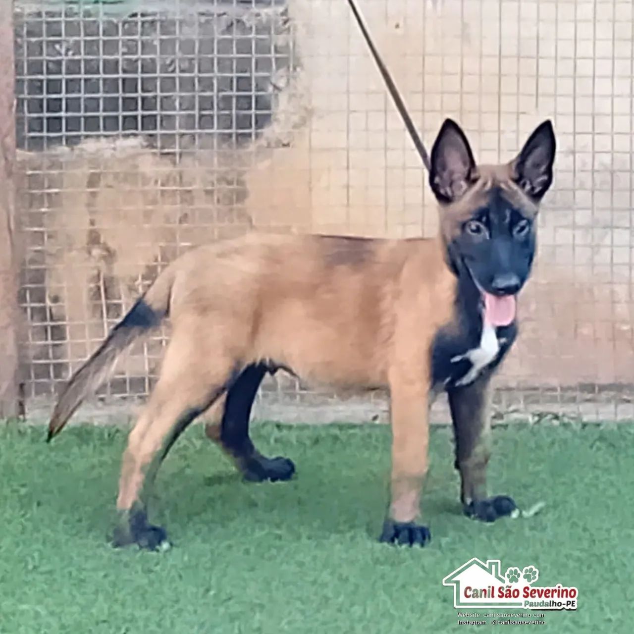 Filhote de Pastor Belga Malinois - Foto 4