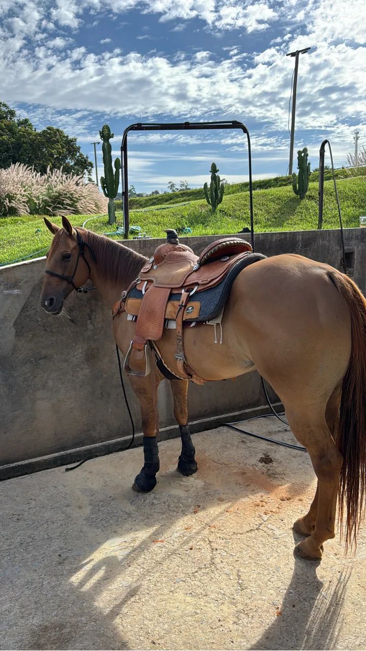 Égua de Team Roping à venda!