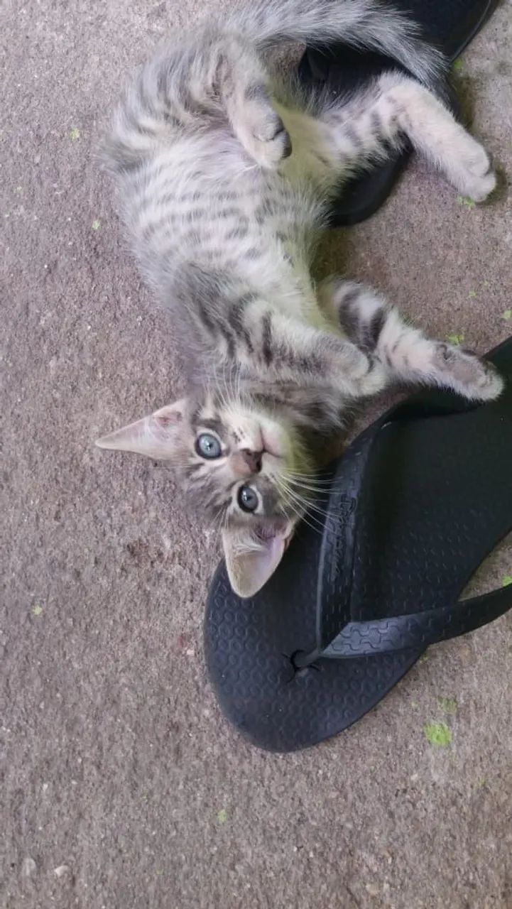 Adoção - Gato 2 meses - Foto 4