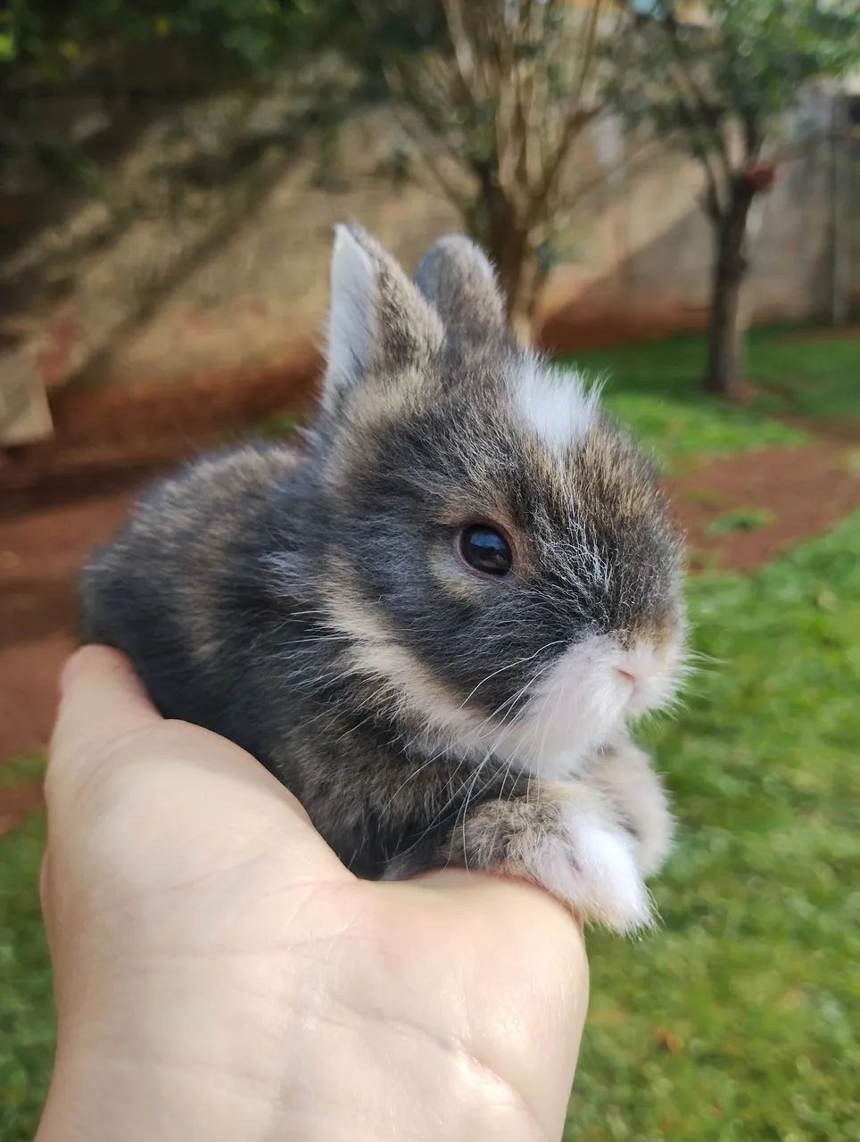 Mini coelho  - Foto 5