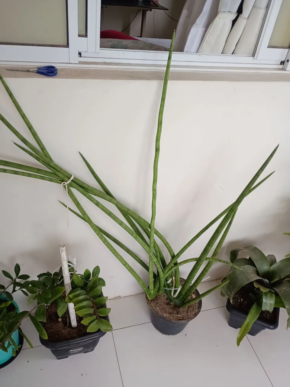 Vende se planta - Foto 4