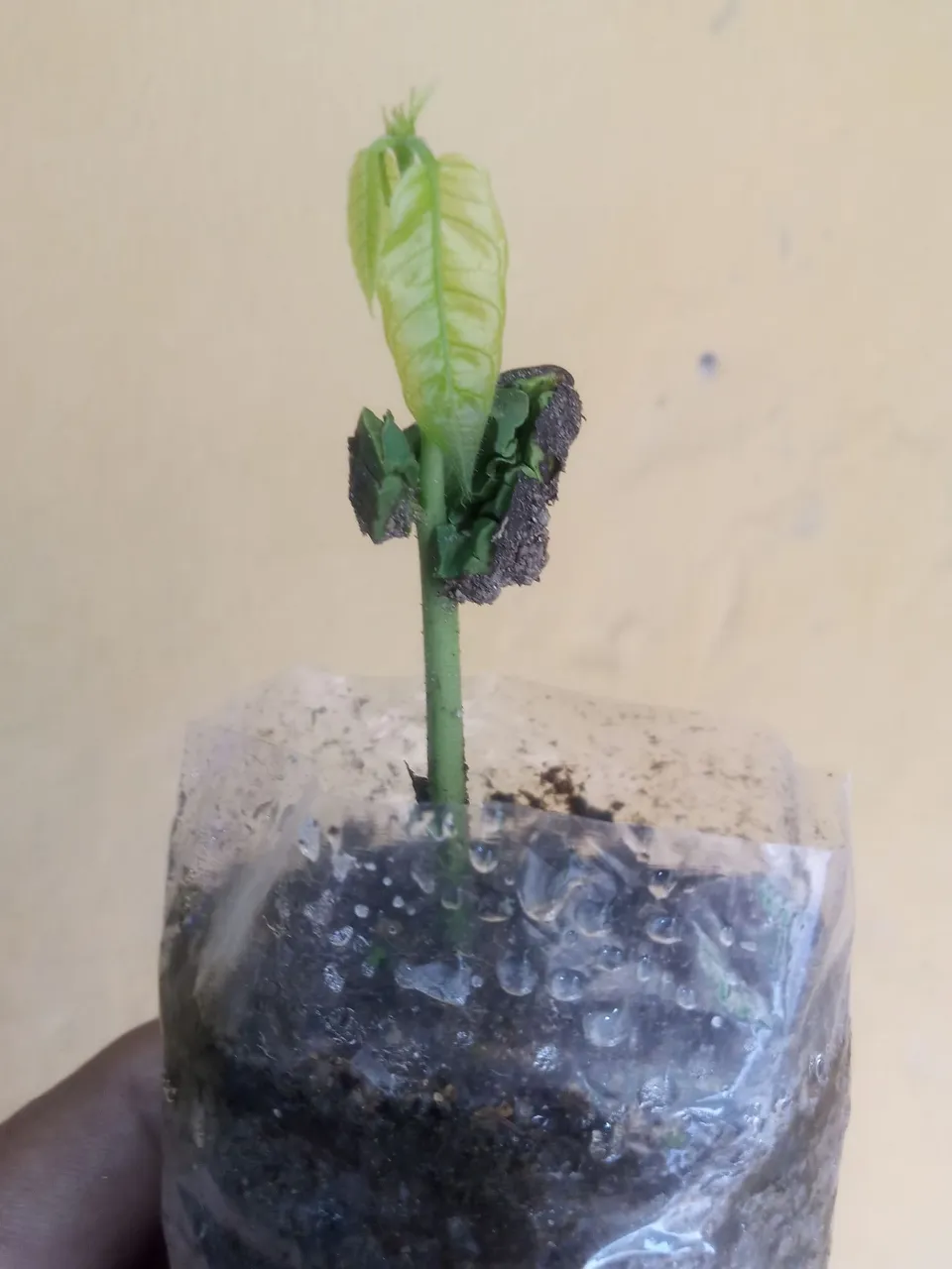 Muda de planta jovem