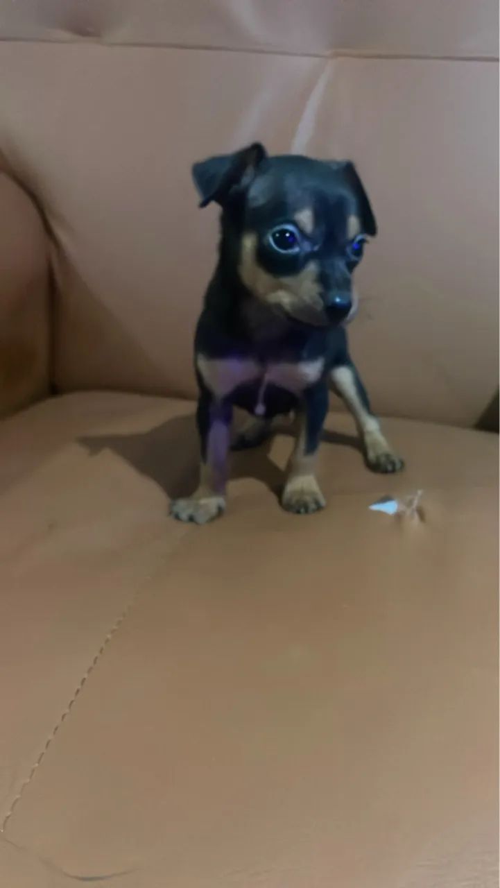 Pinscher miniatura  - Foto 3