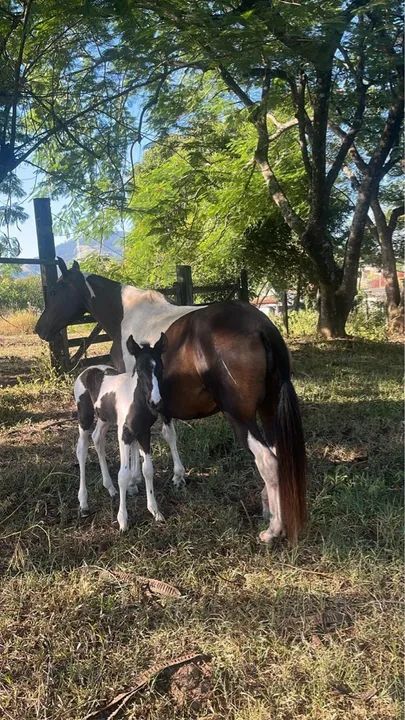 Potra Pampa de Preto MM