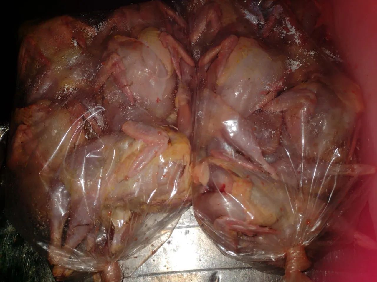 Codornas para churrasco ,vivas e abatido 