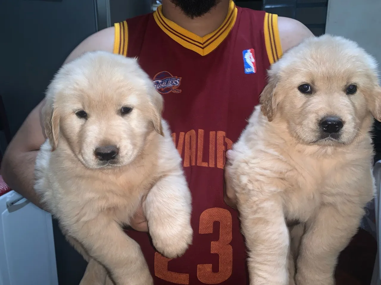Filhotes Golden Retriever