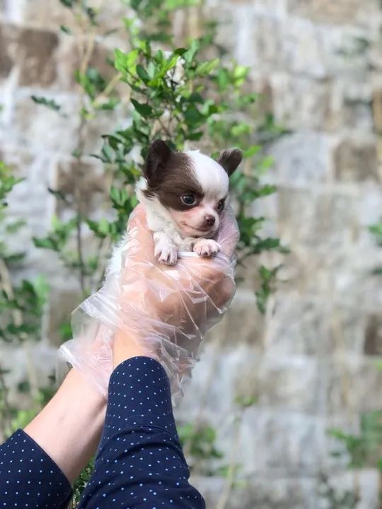 Chihuahua Entregamos em todo o Brasil, temos todas as raças. - Foto 2
