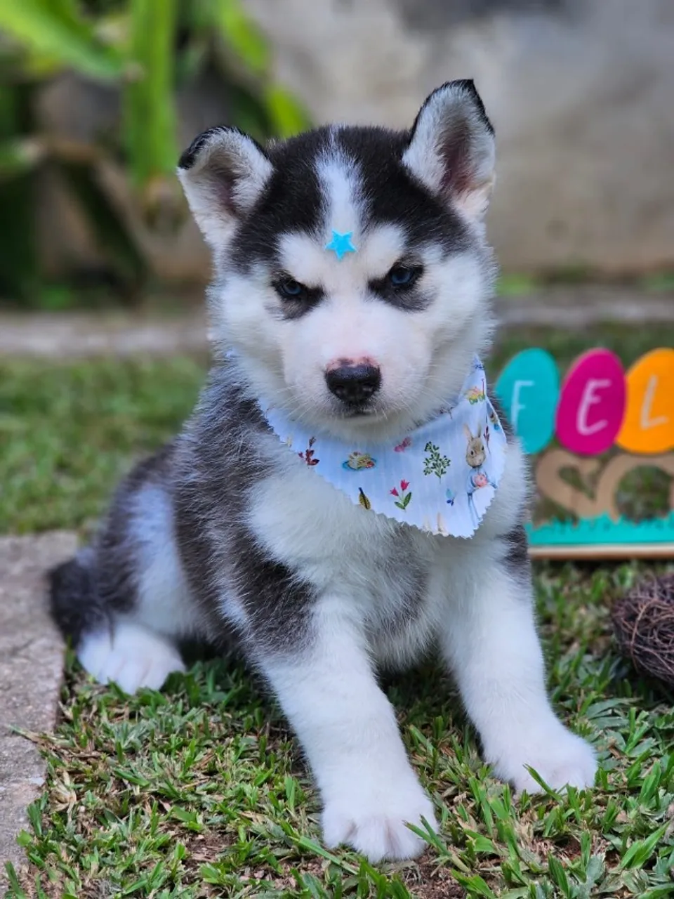 Husky Siberiano | Rota para Guarapuava dia 12/04