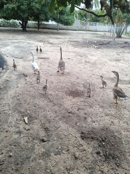 Gansos para criação 