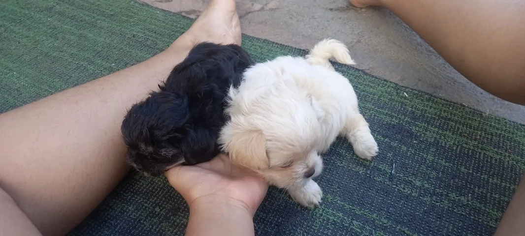 Vendo Filhotes Shih Tzu