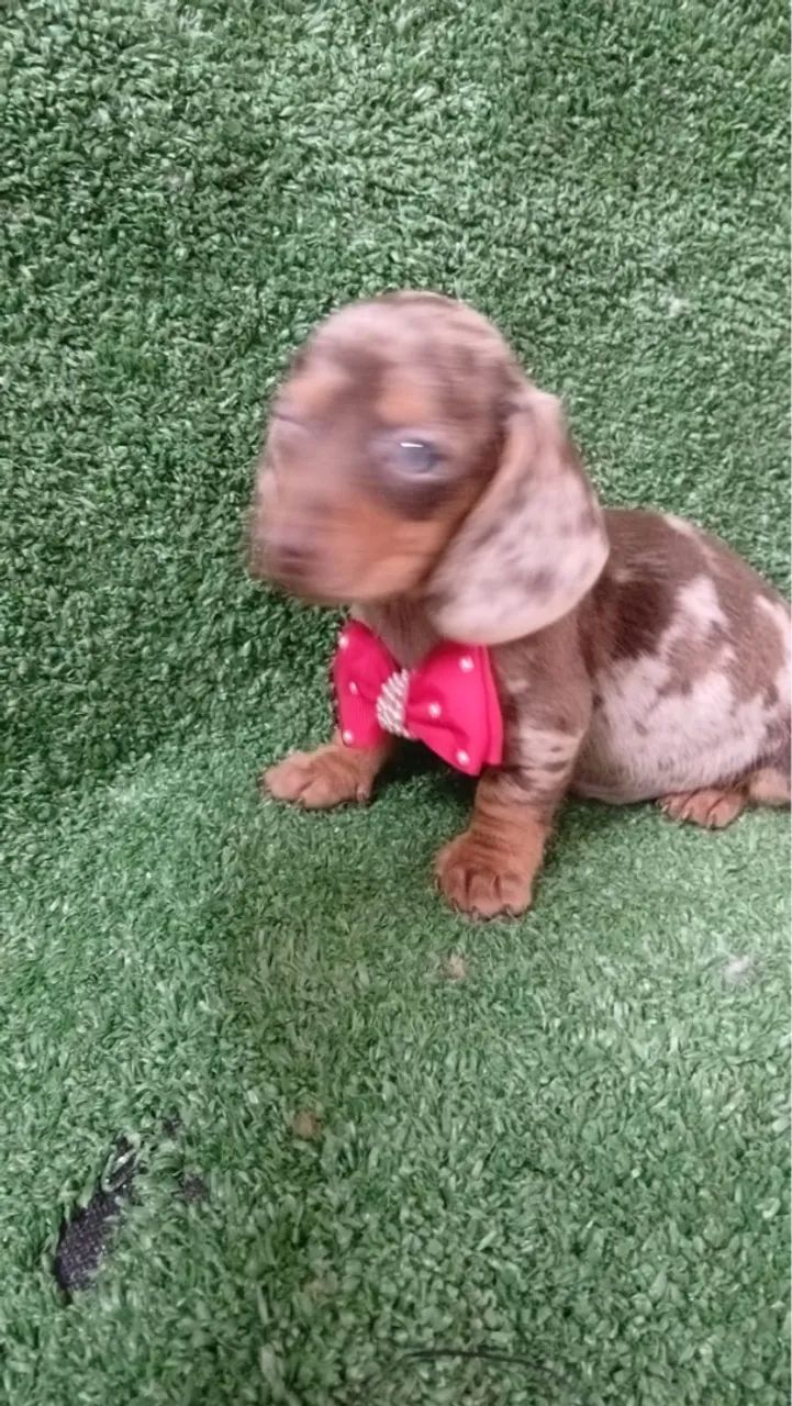 Dachshund Arlequim perfeito lindo de encantar  - Foto 2