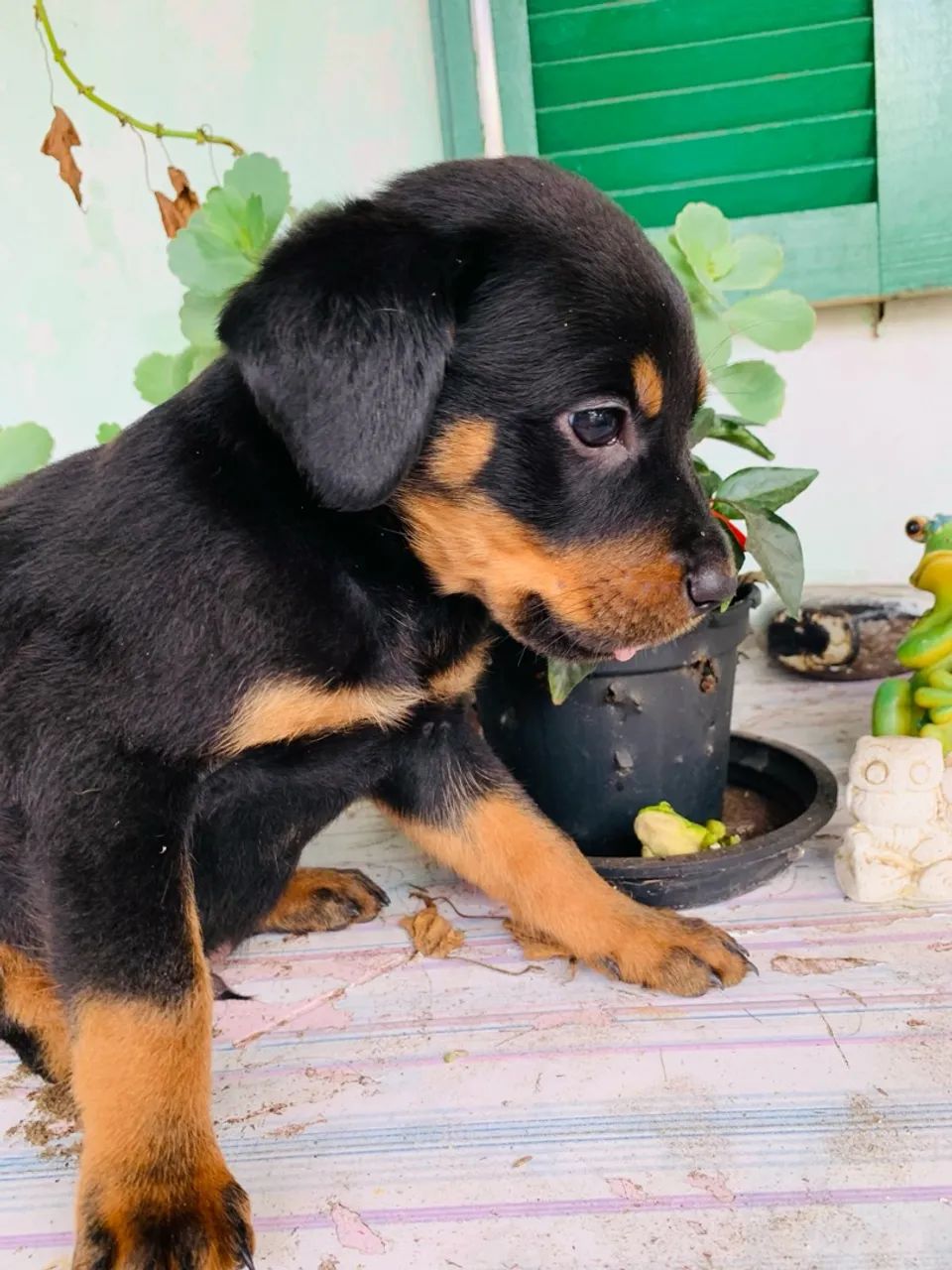 Filhote Rottweiler - Foto 5