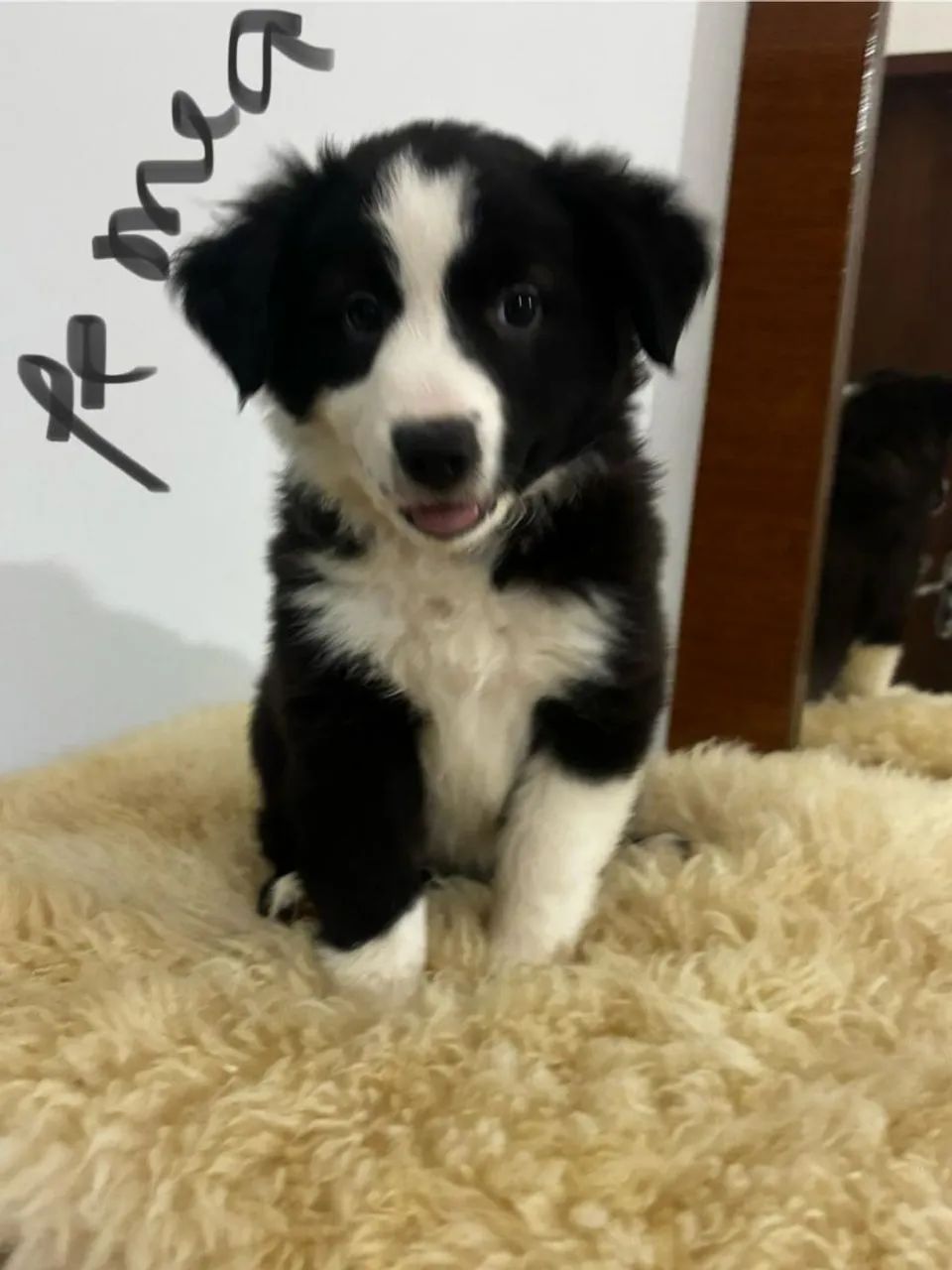 Border Collie Filhotes com pedigree - Foto 4