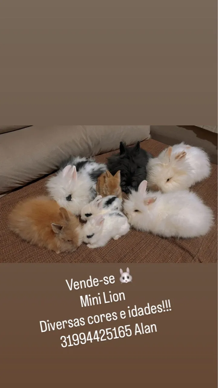 Coelho Mini Lion